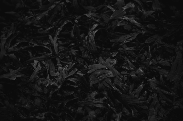 stockvault-seaweed104948-Recovered